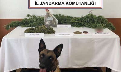 Balkonda kenevir yetiştiren şahsı jandarma yakaladı