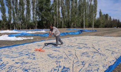 Tüccarın fırsatçılığı çiftçiyi mağdur ediyor (Video Haber)