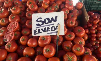 Ucuz ve lezzetli bahçe domateslerine esnaf ‘Son elveda’ dedi