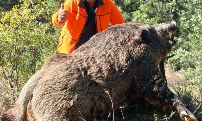 Köylünün kabusu dev domuzlar avcılar tarafından vuruldu (Video Haber)