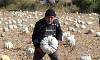 Tarlada 5, 11 kilometre uzaklıktaki pazarda ise 30 liradan satılıyor