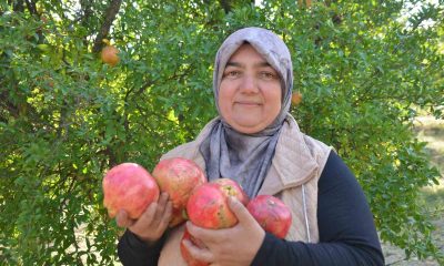 İnhisar’ın ünlü ’Deve dişi’ narında bu yıl verim yüksek