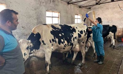 Hastalıktan ari 200 işletme hedefiyle çalışmalar devam ediyor