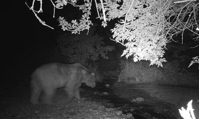 Bilecik’te fotokapana yakalanan ayı ve domuzun görüntüsü gülümsetti