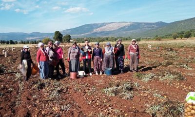 Domaniç’te patates hasat çalışmaları kontrol edildi