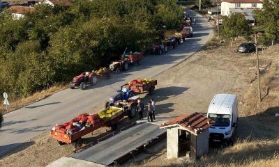 Taze ceviz toptan 25 liraya satılıyor