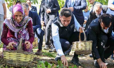 Ceviz üretiminde Türkiye 3’üncüsü Bilecik oldu