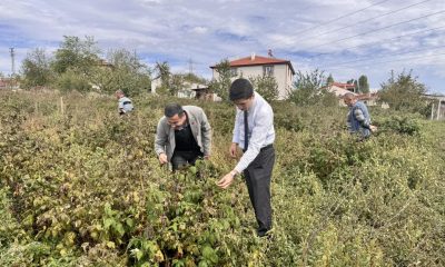 Kaymakam Kahraman, ahududu ve aronya tarlalarında inceleme yaptı