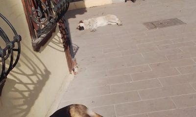 Köpekler, atlar ve insanlar ve gazeteci.