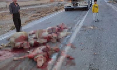Hafriyat kamyonu sürüye çarptı, 13 koyun telef oldu