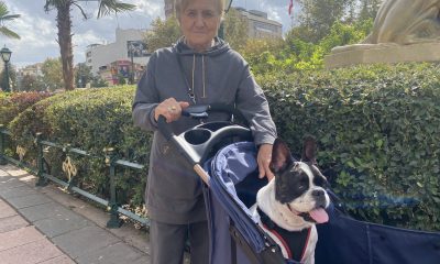 17 Kiloya ulaşan köpeğini, bebek gibi dolaştırıyor