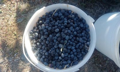 Eskişehir’de çiftçiler dönümden 2 ton zeytin aldı, yüzleri güldü