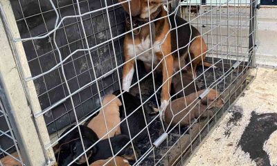 Domaniç’te 4 kişiye saldıran köpek ve yavruları barınağa götürüldü