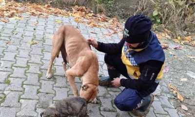 Kanalizasyon giderine sıkışan yavru köpek kurtarıldı, annesi ekiplere adeta teşekkür etti