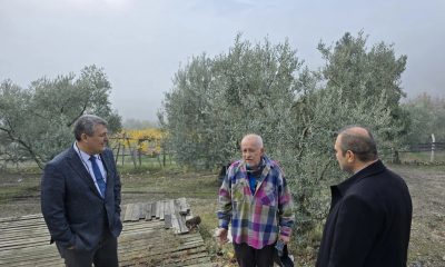 Asırlık zeytin ağaçları coğrafi işaretle tescillenecek