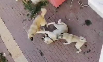 Bilecik’te vatandaşlar sahipsiz köpek korkusundan sokağa çıkamıyor