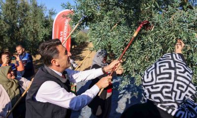Bilecik’te zeytin hasadı mesaisi başladı