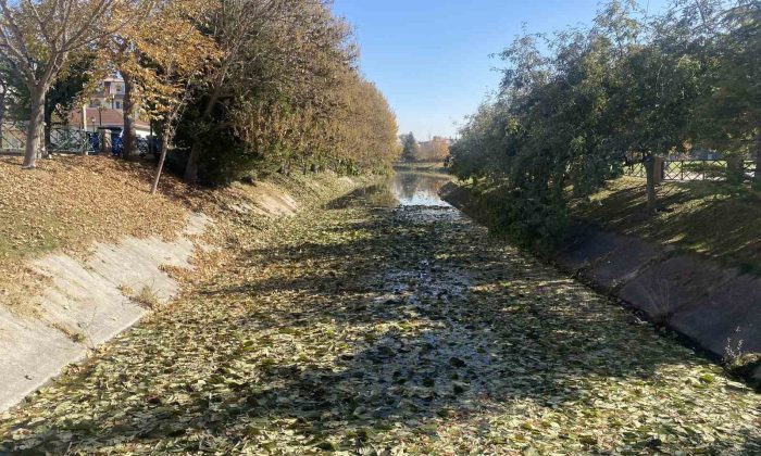 Sonbaharda dökülen yapraklar Porsuk Çayı yüzeyini kapladı