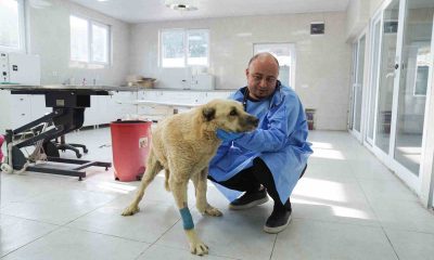 Talihsiz köpek iyileşme sürecinde