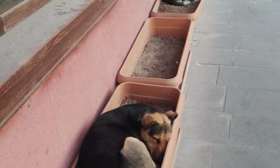 Bu köpekler işlerini biliyor