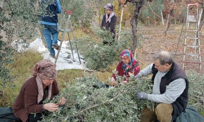 Eskişehir’de çiftçiler dönümden 2 ton zeytin aldı, yüzleri güldü
