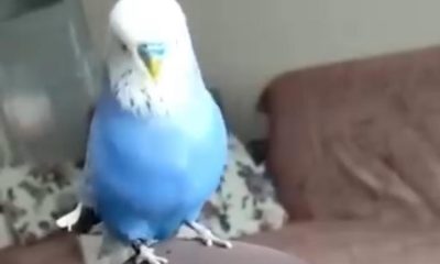 Sübhaneke okuyan muhabbet kuşu görenleri hayrete düşürdü (Video Haber)