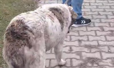 Yaralı köpeğe müdahale için trafik çift yönlü durduruldu
