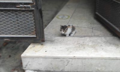 Yağmur hattı borusuna sıkışan yavrusunu kurtarılıncaya kadar bekledi