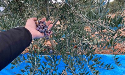 Mayıslar Mahallesi’nde soğuk havaya rağmen 300 kilo zeytin zeytin hasat edildi