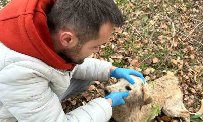 Nehre düşen köpek tekne yardımı ile kurtarıldı
