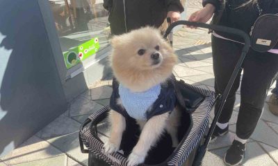 Köpeğini gezdirme arabasıyla bebek gibi dolaştırıyor