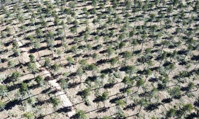 Kütahya ormanlarında gençleştirme çalışmaları