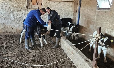 Büyük ve küçükbaş hayvanlara aşılama çalışması yapıldı