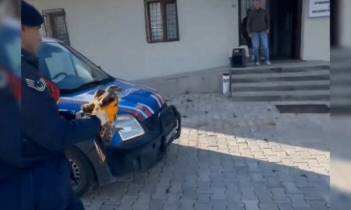 Devriye gezen jandarmanın bulduğu yaralı kızılşahin koruma altına alındı