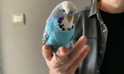 Doğum gününde bulduğu kuşun sahibini arıyor