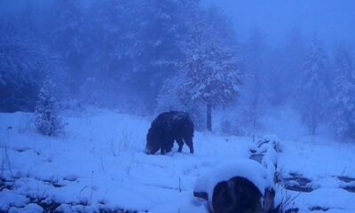 Karlı havada yiyecek arayan domuzun görüntüleri kameraya yansıdı