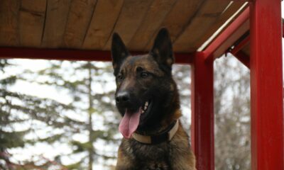 K-9 arama kurtarma köpeği ‘Adam’, Türkiye’nin en genç eğitmeni ile afetlere hazırlanıyor