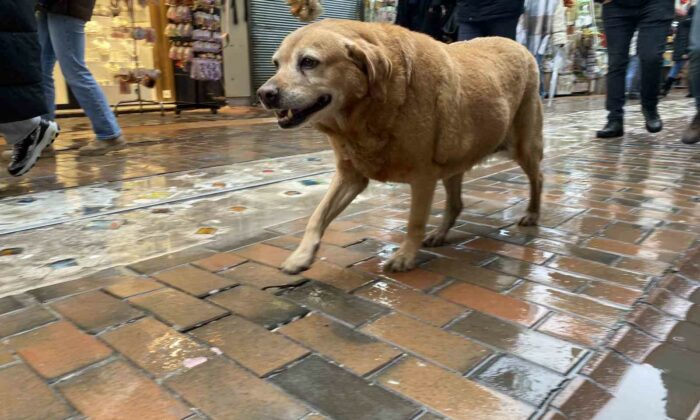 Bu köpekler her etkinlikte var