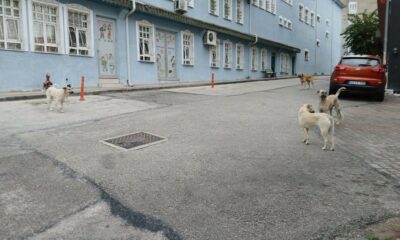 Bilecik’te başıboş köpekler yüzünden vatandaşlar sokağa çıkamıyor