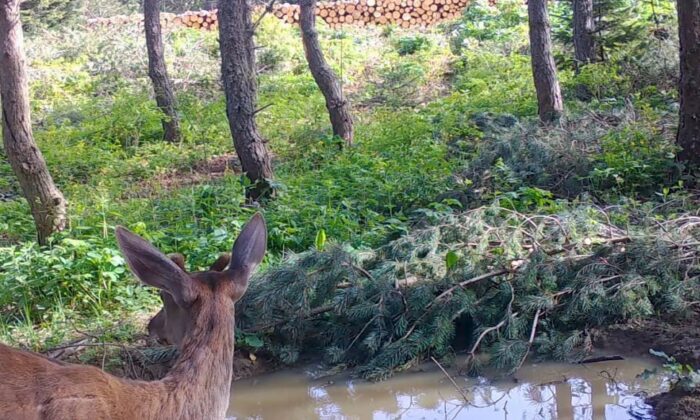 Bilecik’te kızılgeyik fotokapanla görüntülendi
