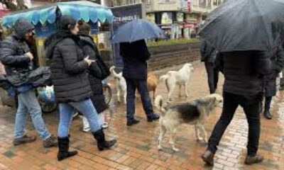 Bu köpekler her etkinlikte var