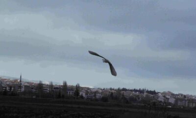 Eskişehir nadir görülen beyaz balıkçıl kuşu fotoğraflandı