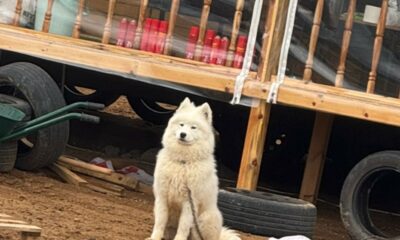 Köpeğini bulana 50 bin ödül vereceğini açıklayınca dolandırıcıların hedefi oldu