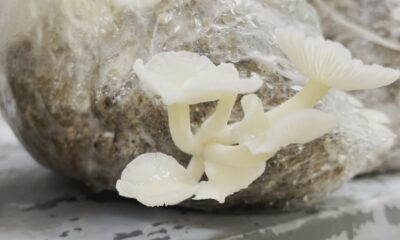 ESOGÜ’de enoki mantarı yetiştiriliyor