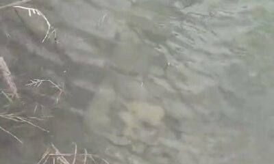 Boynuna taş bağlanıp suya atılan iki köpek yavrusu telef oldu (Video Haber)