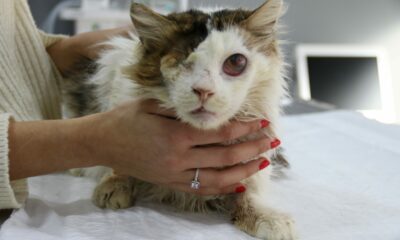 Yaralı kedi tek gözüyle hayvan severler sayesinde hayata tutundu