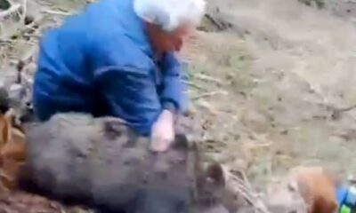 70 yaşındaki usta avcı yaban domuzunu elleriyle yakaladı