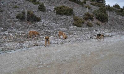 Olumsuz hava şartları sokak hayvanlarının yiyecek bulmasını zorlaştırdı