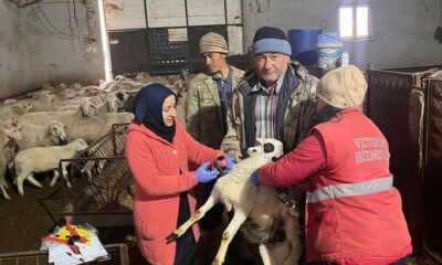 Sandıklı’da küçükbaş hayvanlara aşılama çalışması yapıldı