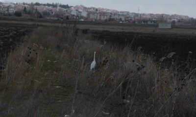 Eskişehir nadir görülen beyaz balıkçıl kuşu fotoğraflandı